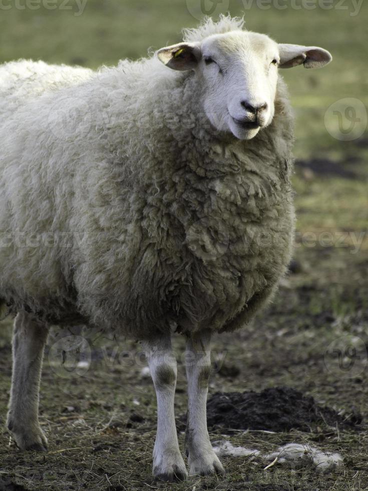 lammeren en schapen in Westfalen foto