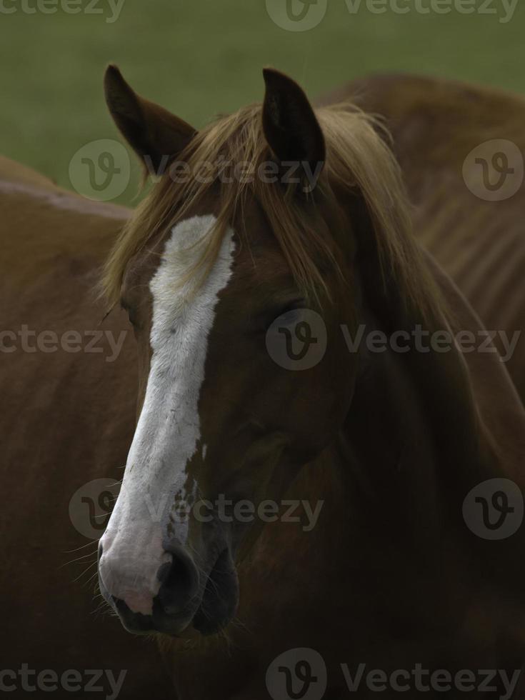 wild paarden Aan een weide in Westfalen foto