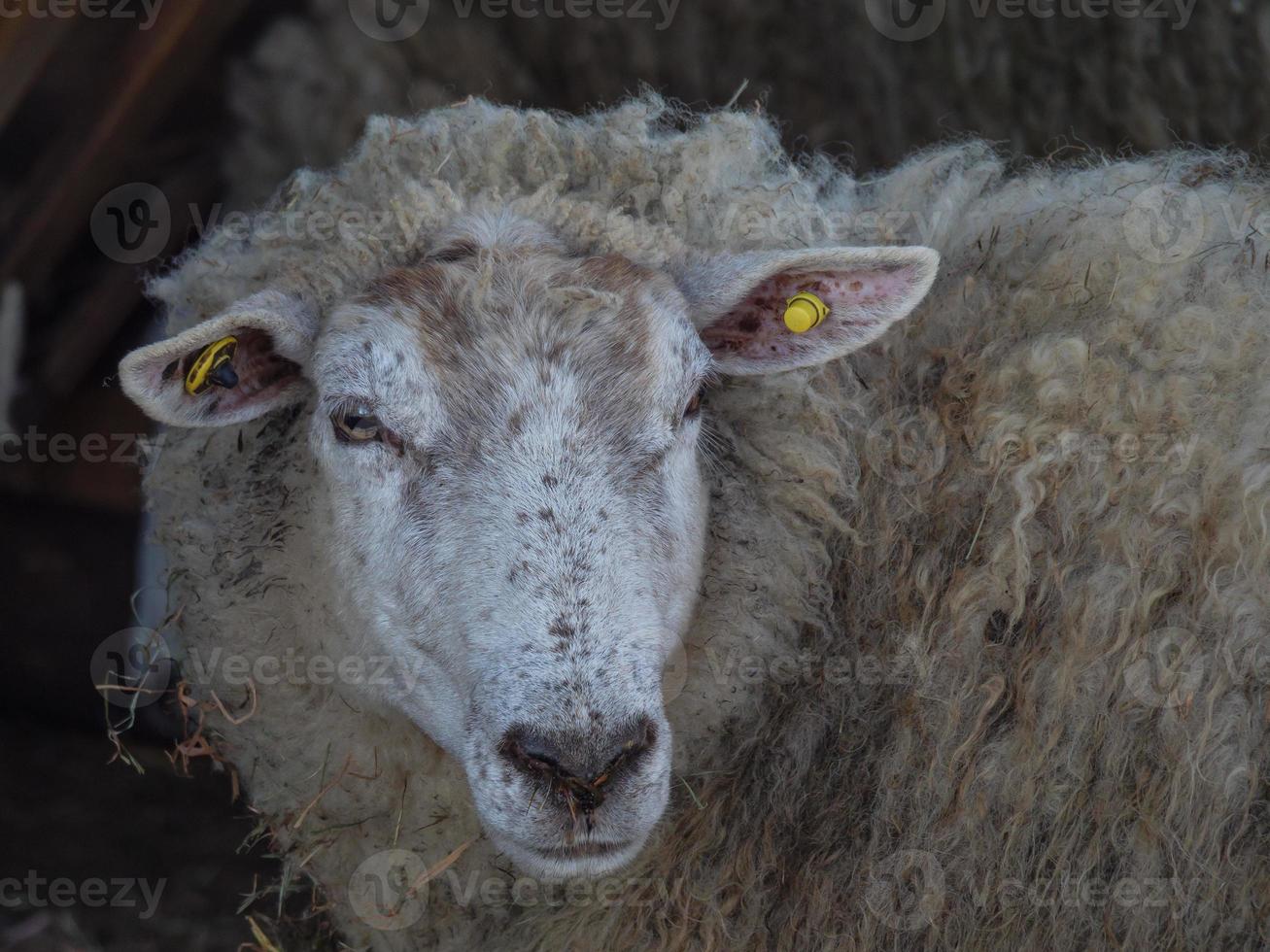 schapen in Westfalen foto