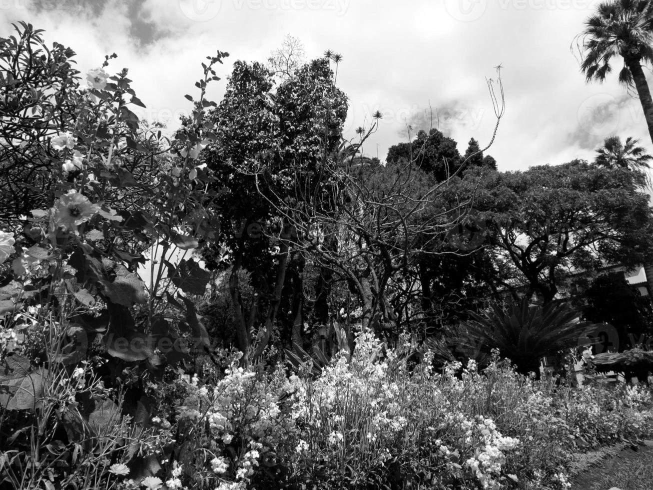 het eiland madeira foto