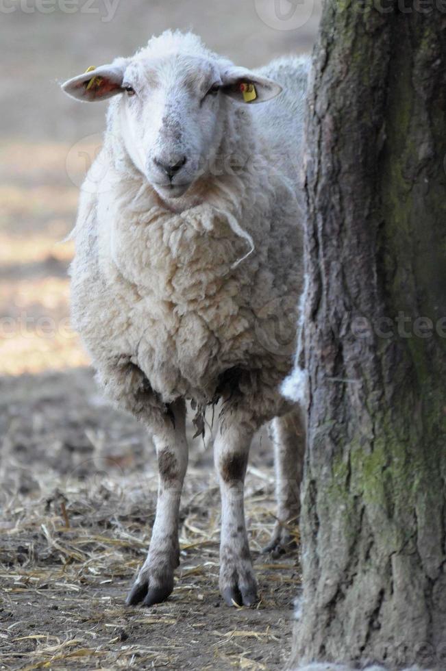 schapen Bij winter tijd foto