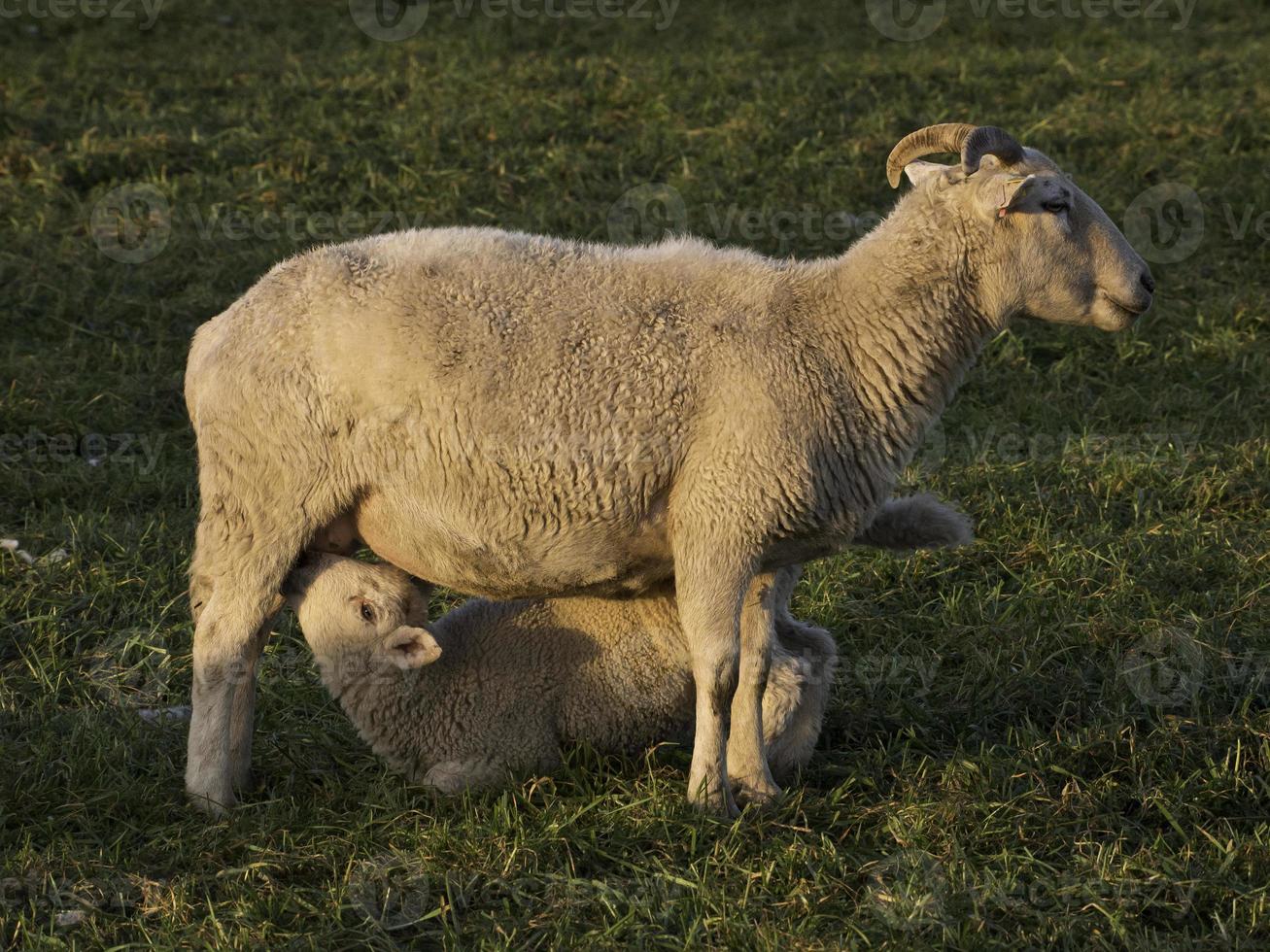 schapen in Westfalen foto