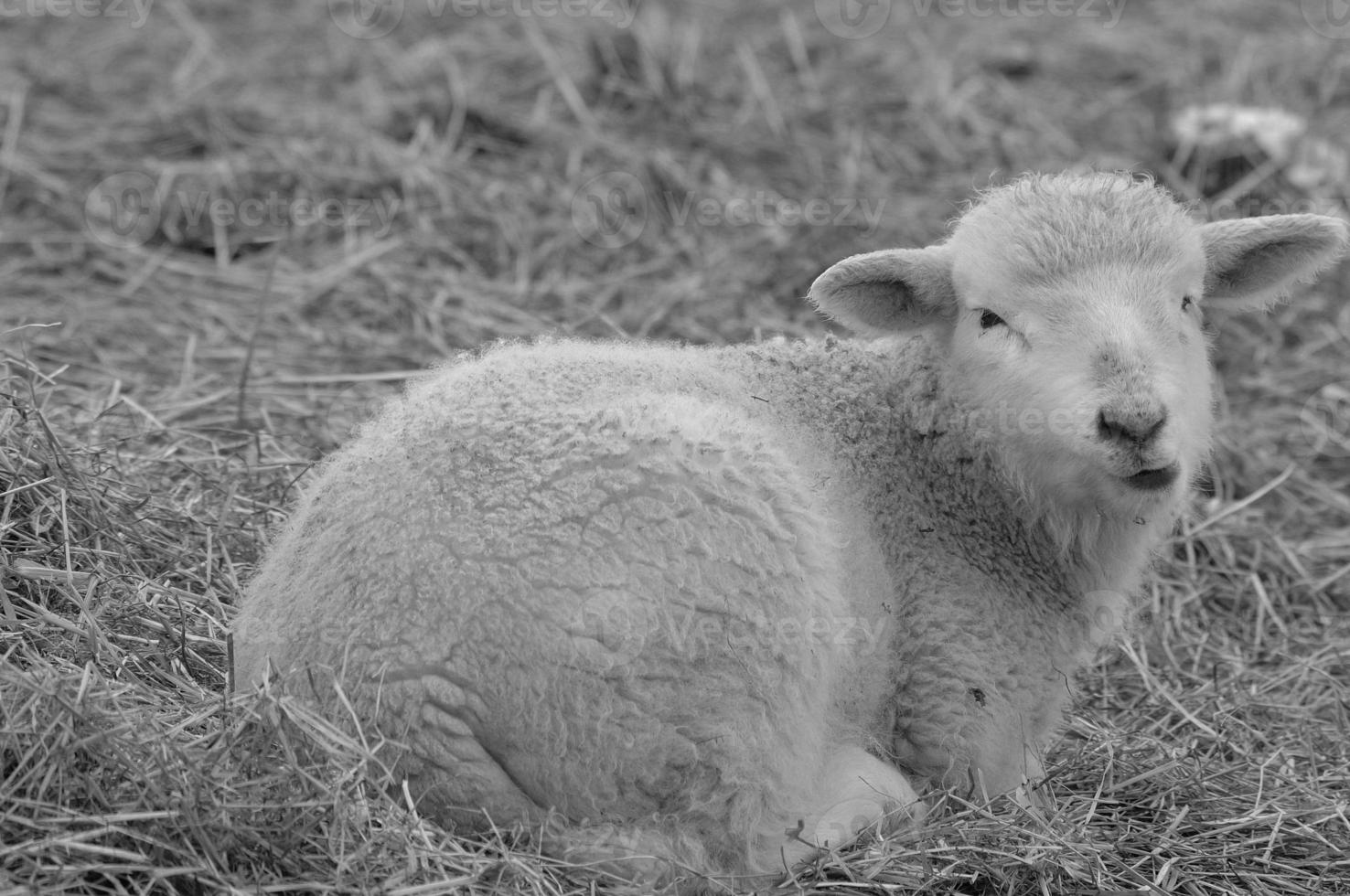 schapen op een weide foto