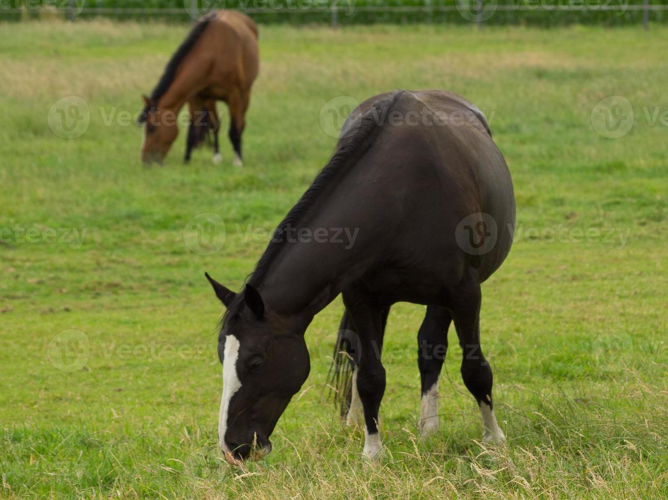 paarden Aan een Duitse weide foto