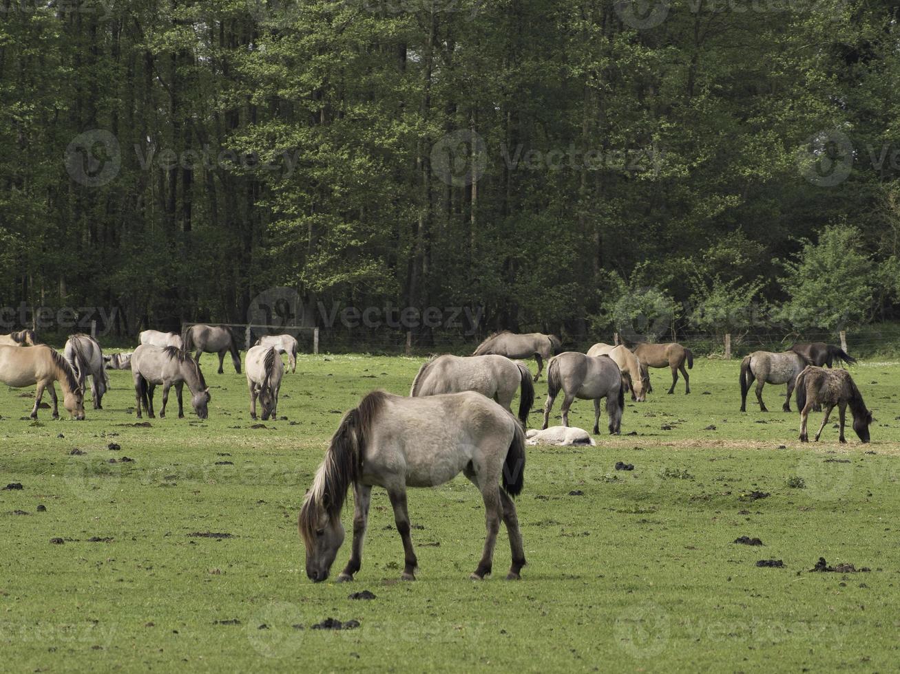 wild paarden Aan een weide in Westfalen foto