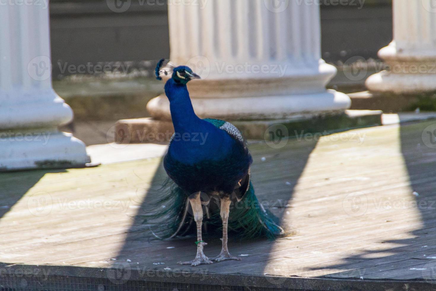 mooi Pauw vogel foto