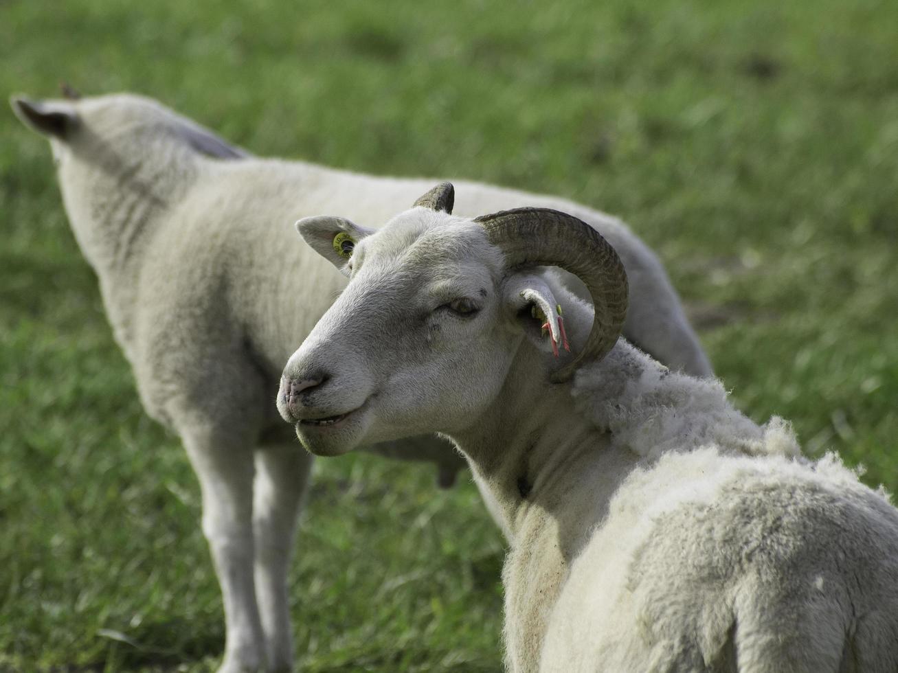 schapen in het duitse münsterland foto