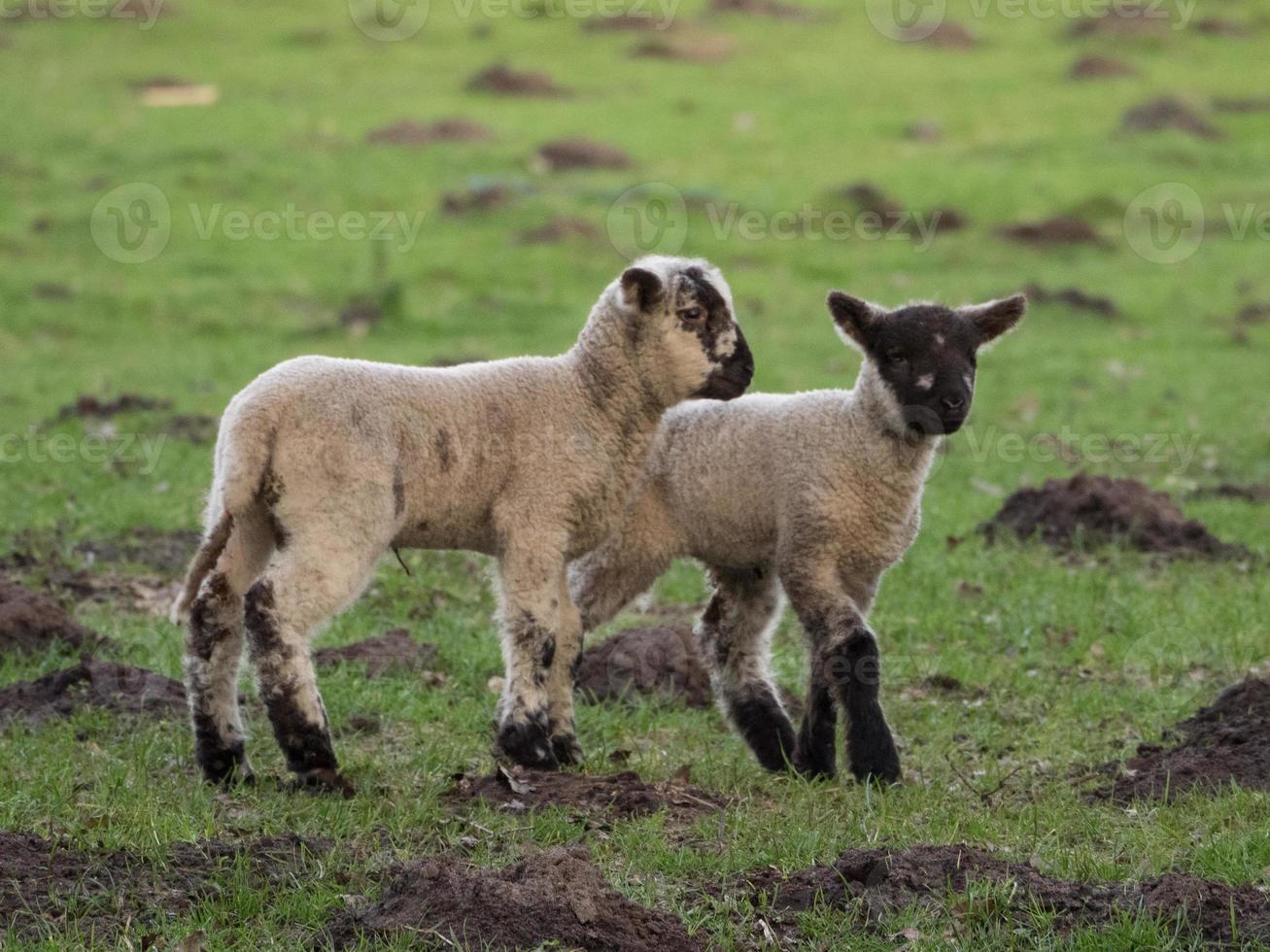 schapen en lammeren in Westfalen foto