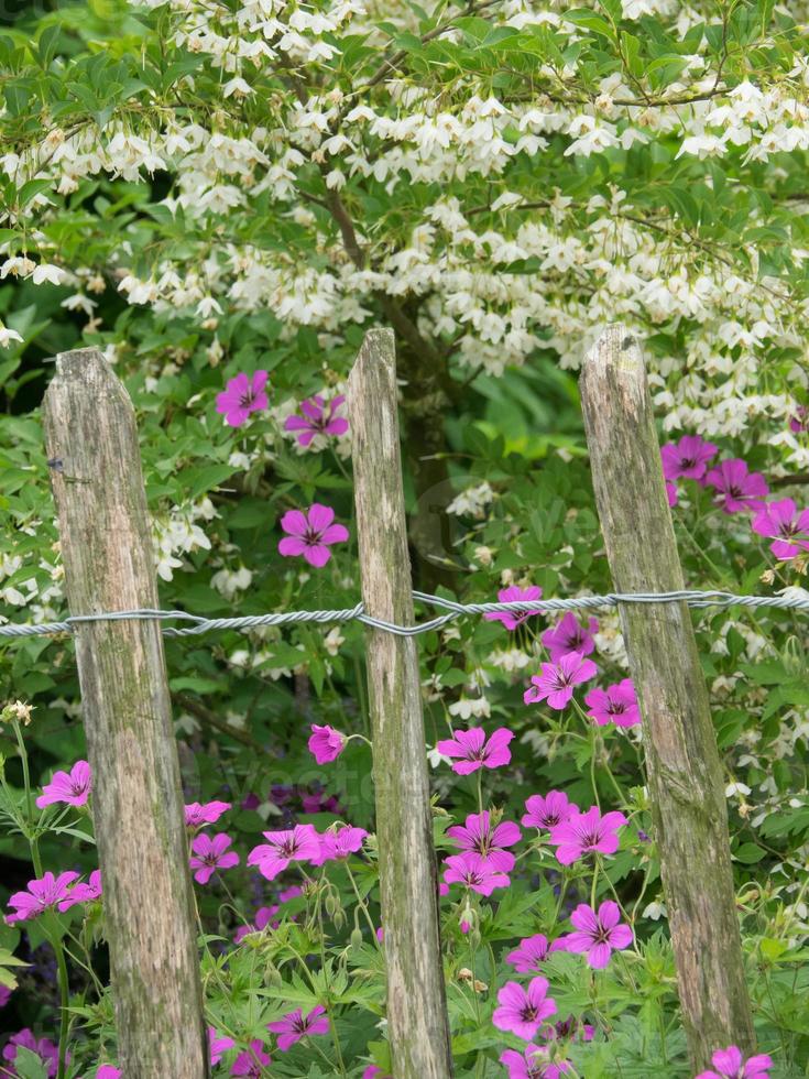 zomer tuin in Westfalen foto