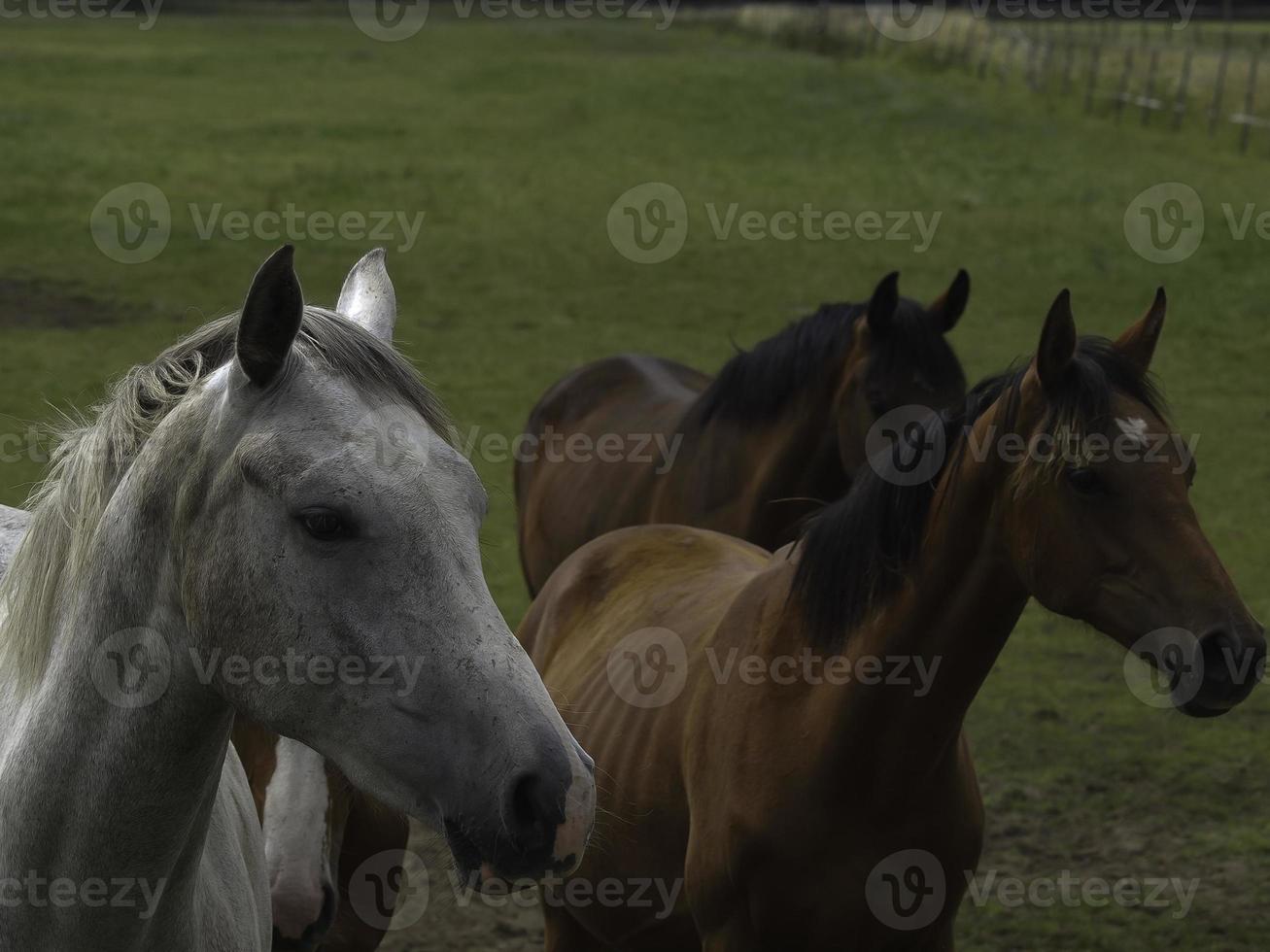 wild paarden Aan een weide in Westfalen foto