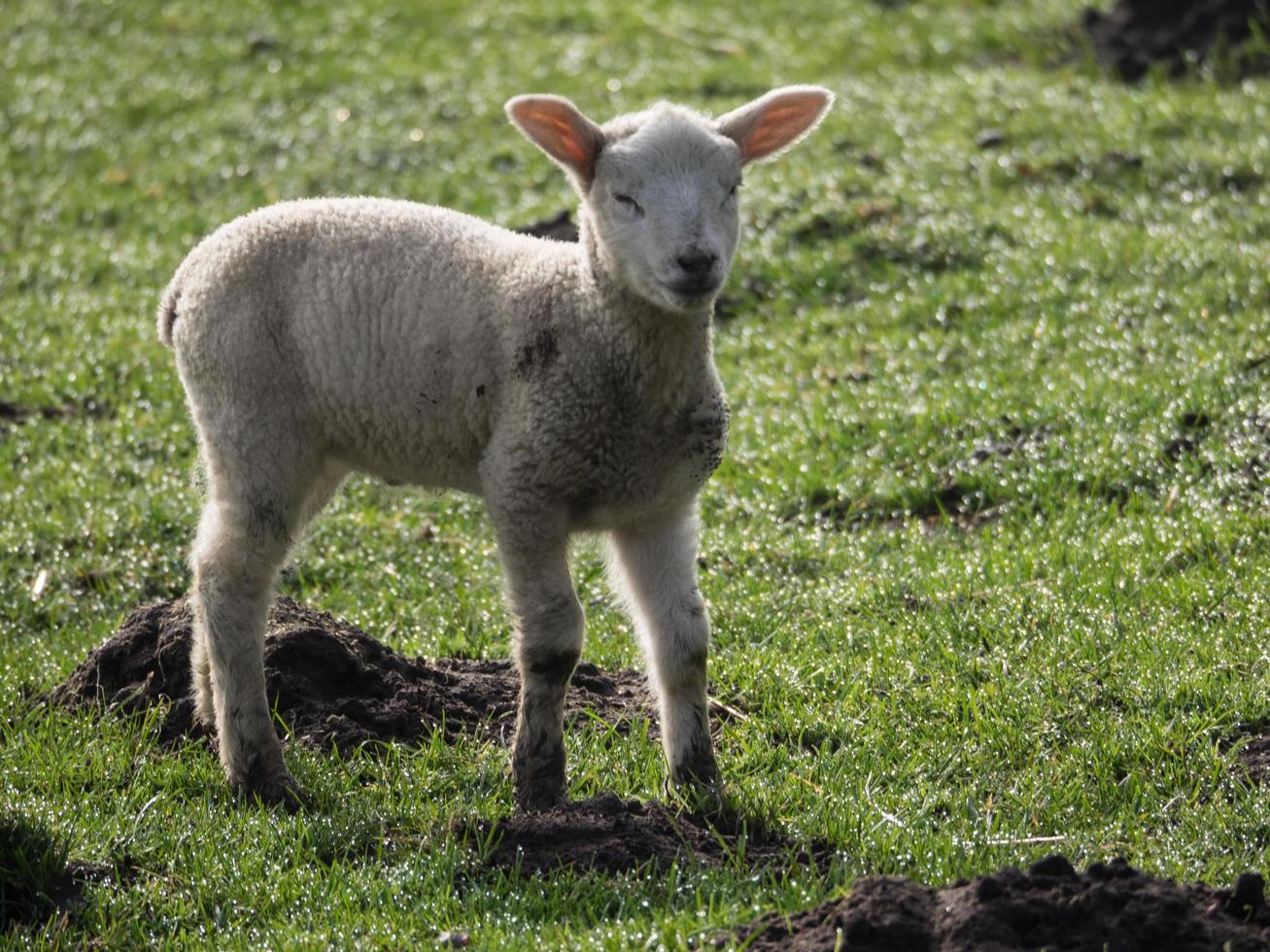 lammeren Aan een weide in Duitsland foto