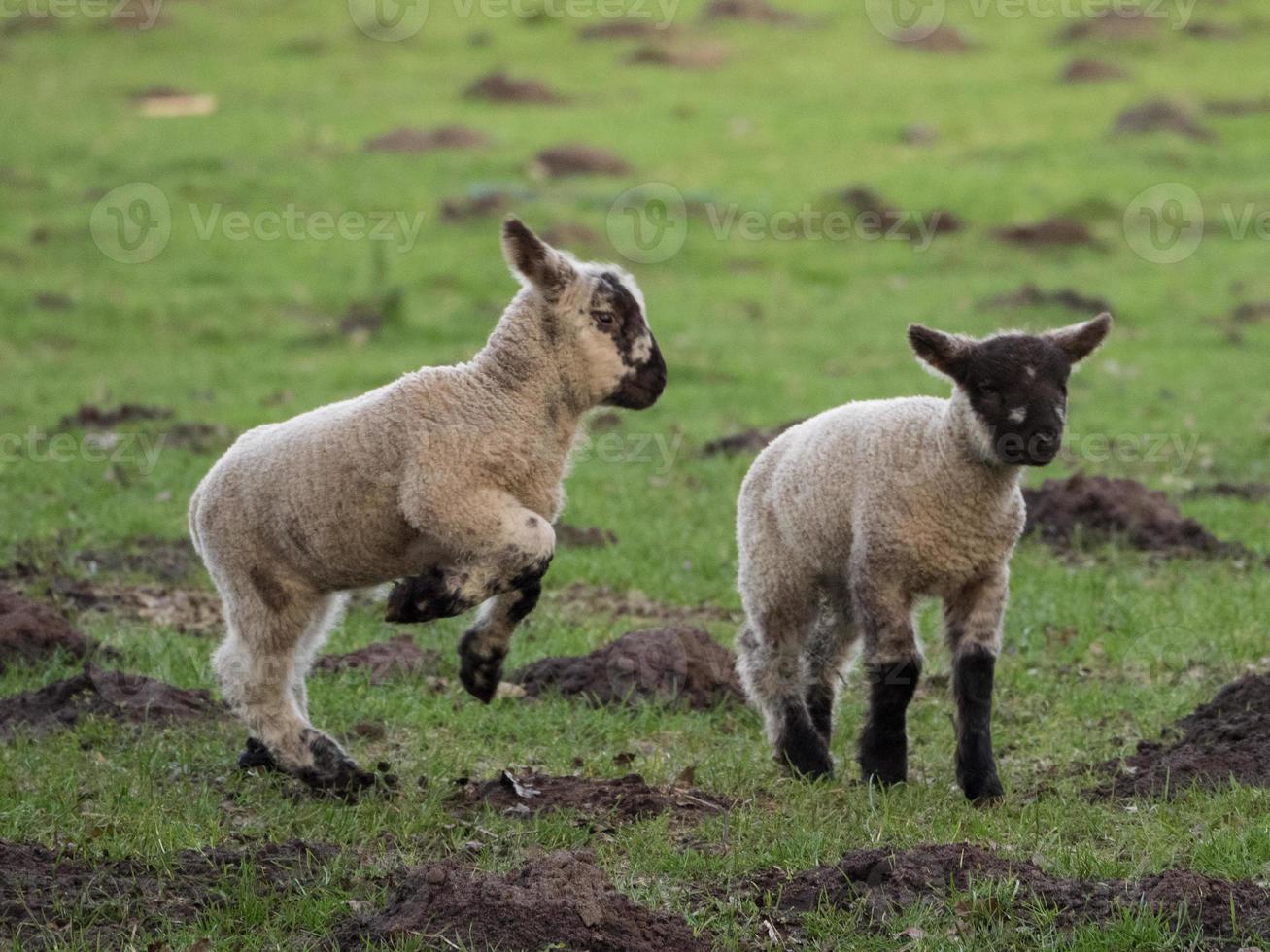 schapen en lammeren in Westfalen foto