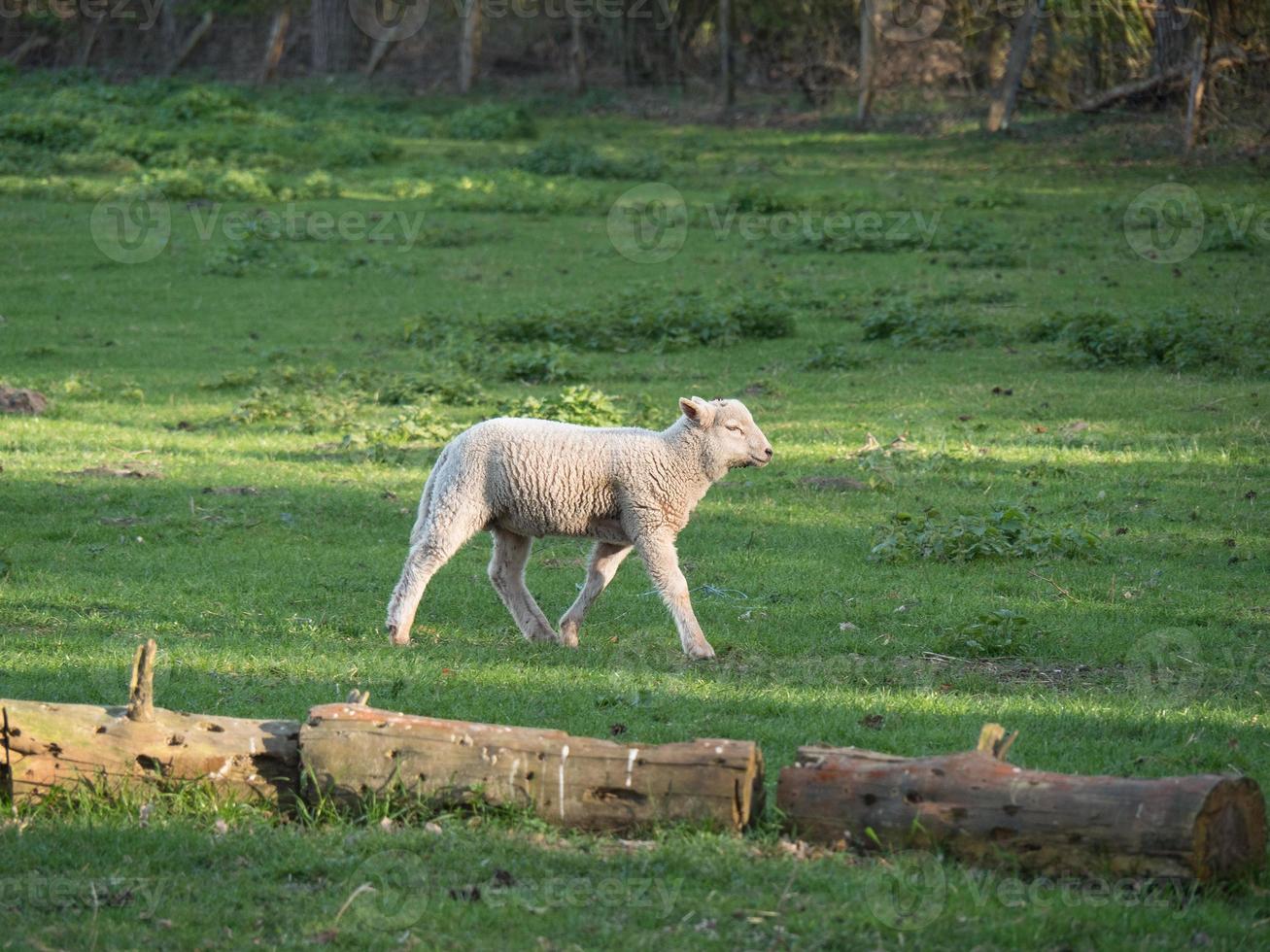 schapen en lammeren foto