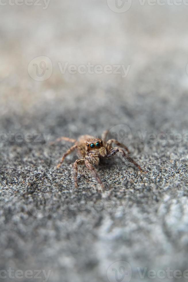 deze is een macro foto van een spin. spin macro foto, jumping spin foto, detailopname foto van spin.
