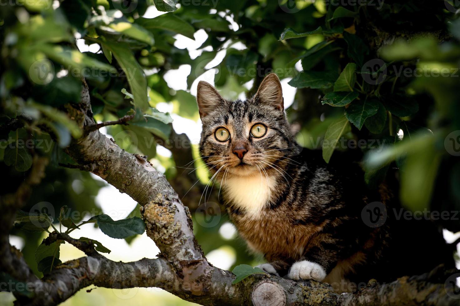 schattig kat aan het wachten Aan iets foto