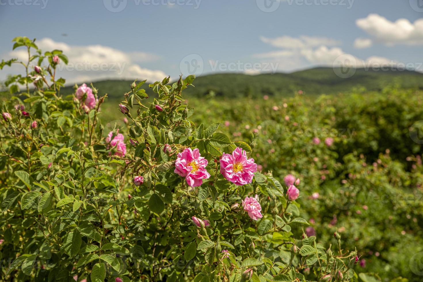 rosa damascena velden damast roos, roos van Castilië roos hybride, afgeleid van van rosa gallica en rosa moschata. Bulgaars roos vallei in de buurt kazanlak, bulgarije. foto