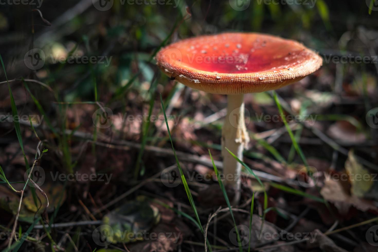 amanita muscari. giftig en hallucinogeen mooie roodharige paddenstoelvliegenzwam in gras op herfstbosachtergrond. bron van de psychoactieve drug muscarine foto