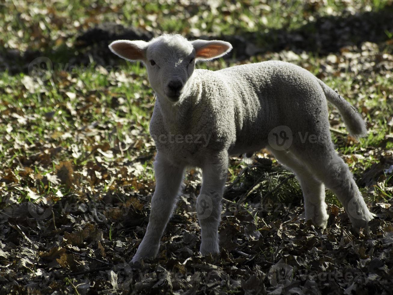 schapen en lammeren in Westfalen foto