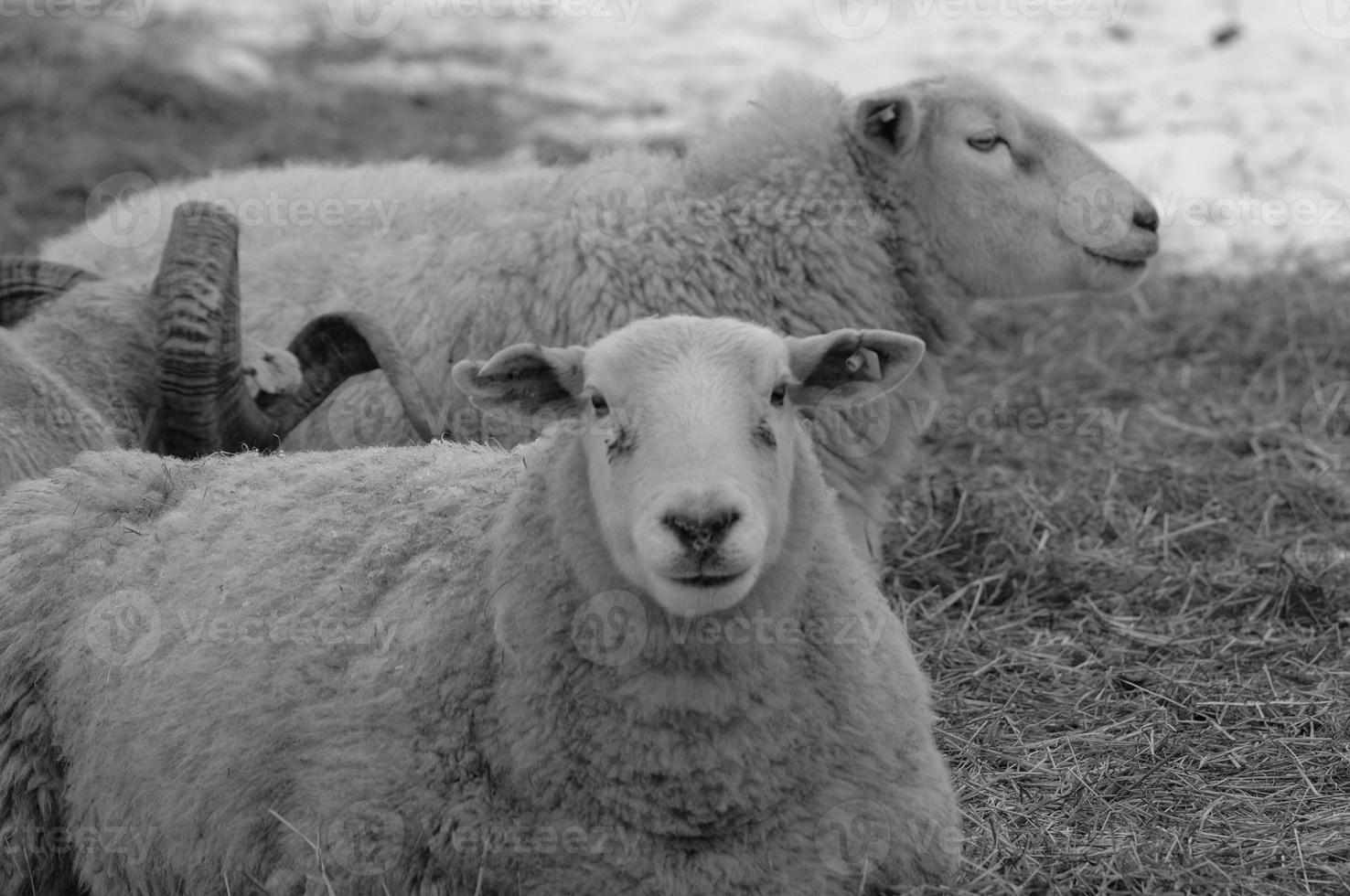 schapen Bij winter tijd foto