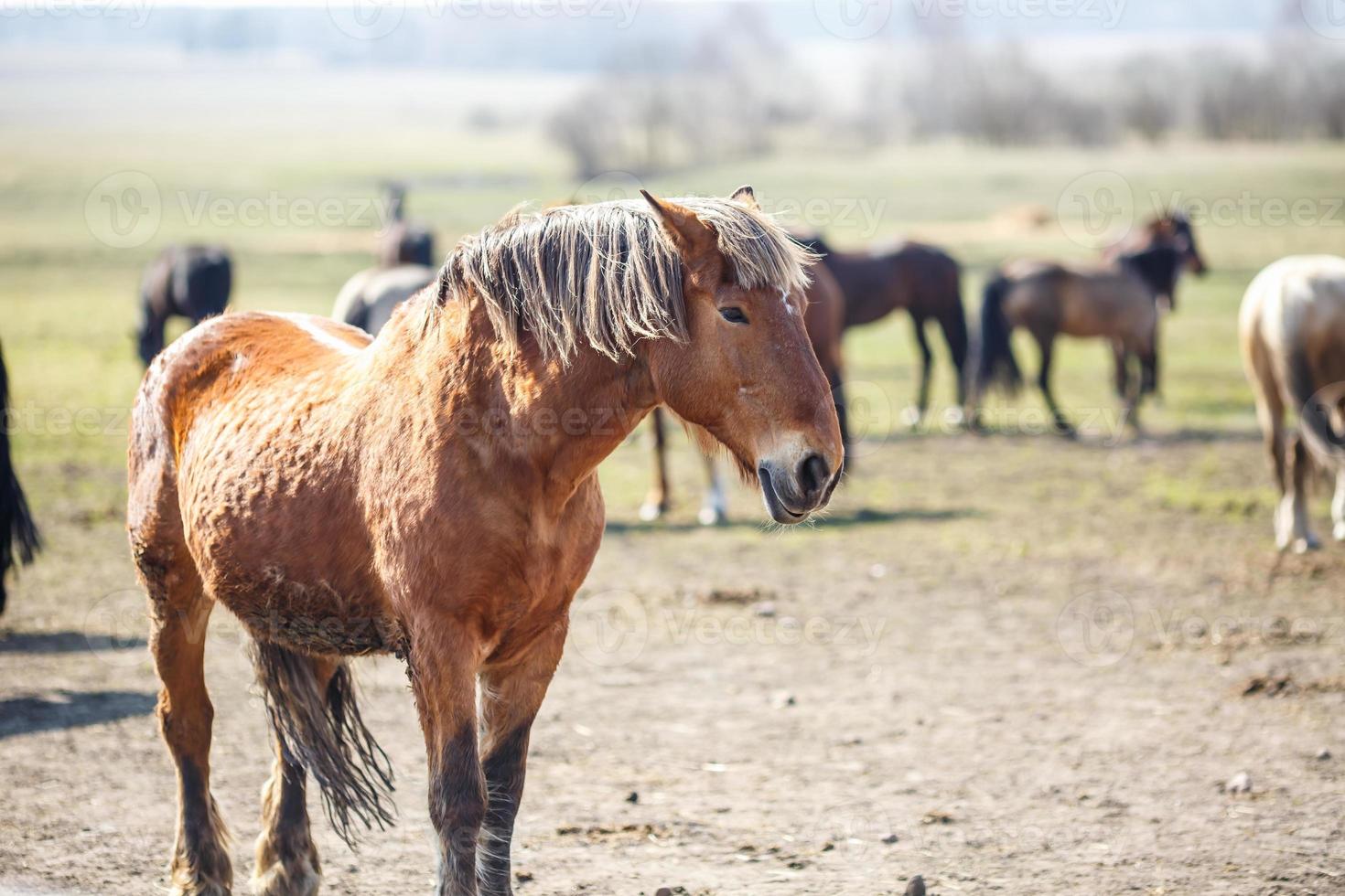 enorme kudde paarden in het veld. Wit-Russisch trekpaardras. symbool van vrijheid en onafhankelijkheid foto