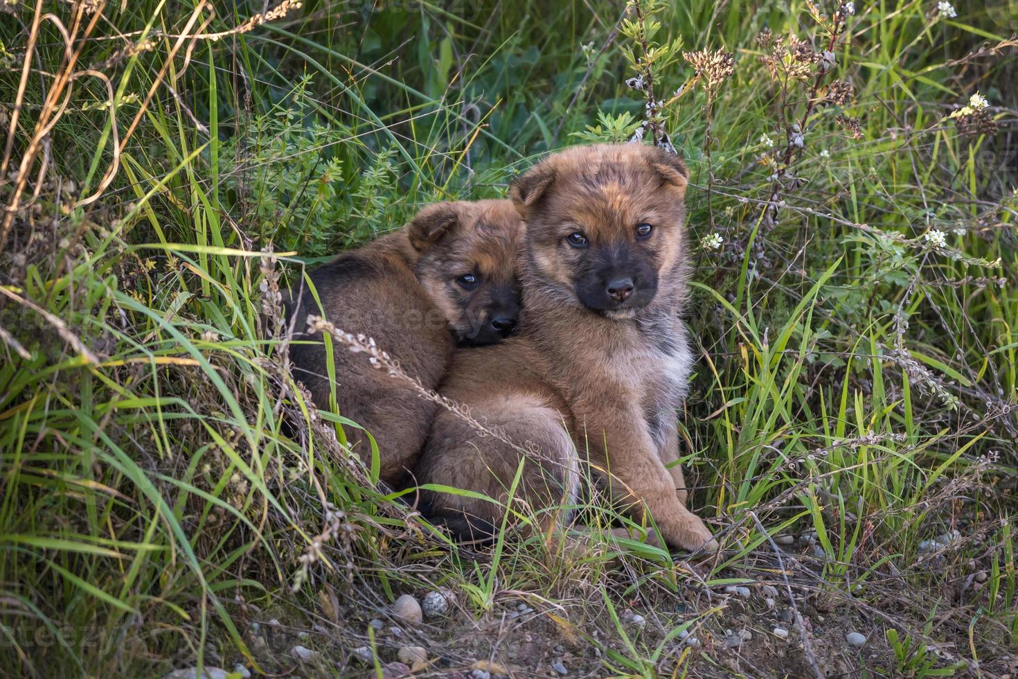 twee dakloos puppy's honden zitten samen in de gras foto