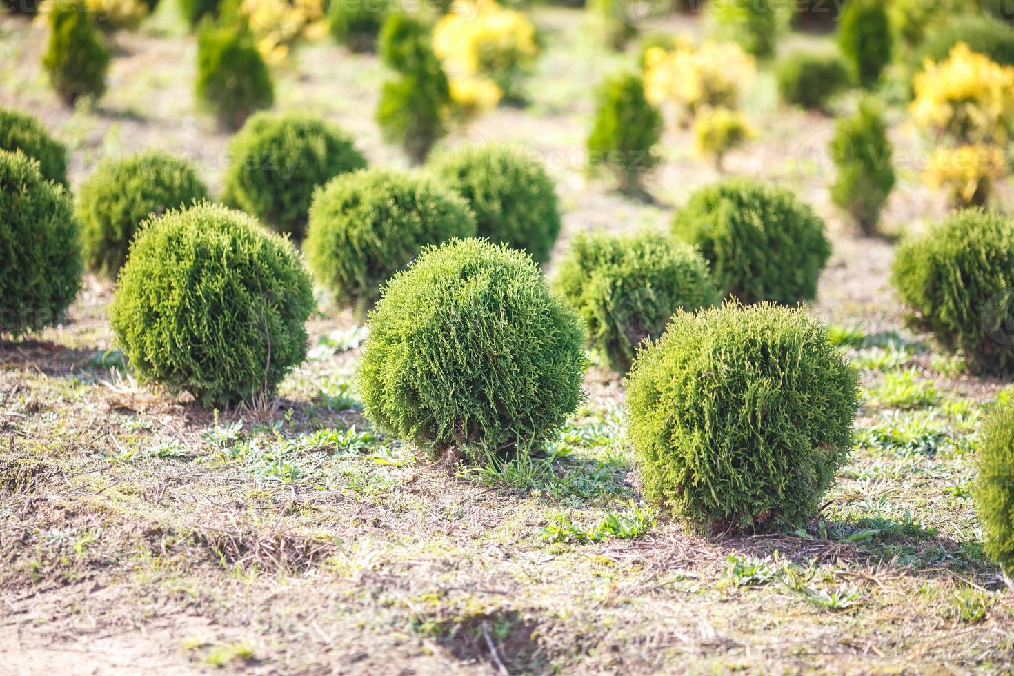 rijen jonge coniferen in kas met veel planten op plantage foto