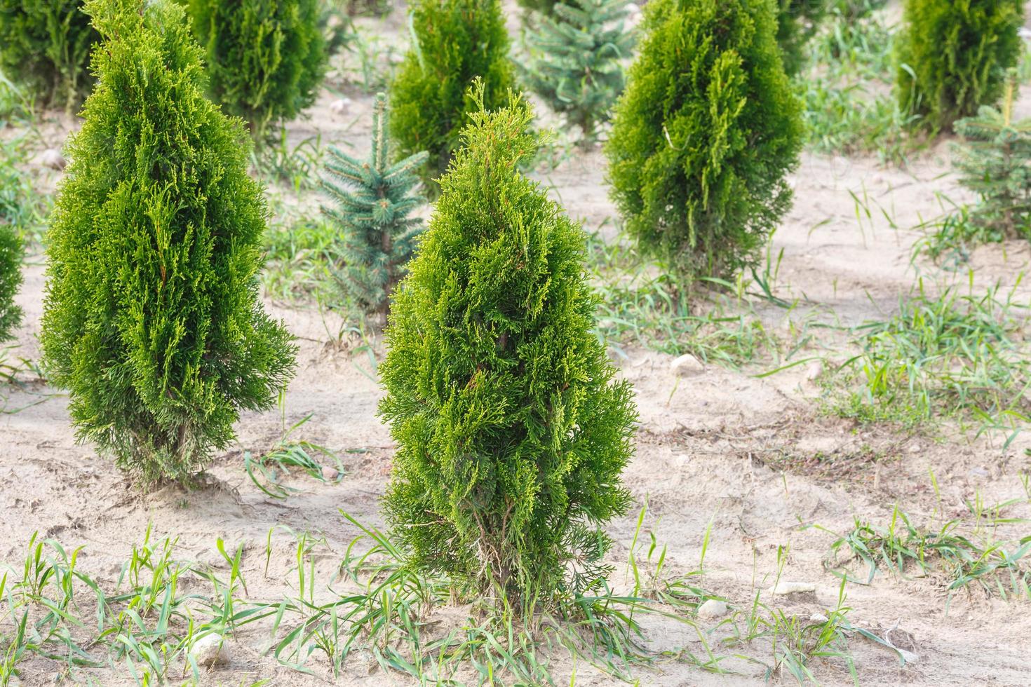 rijen jonge coniferen in kas met veel planten op plantage foto