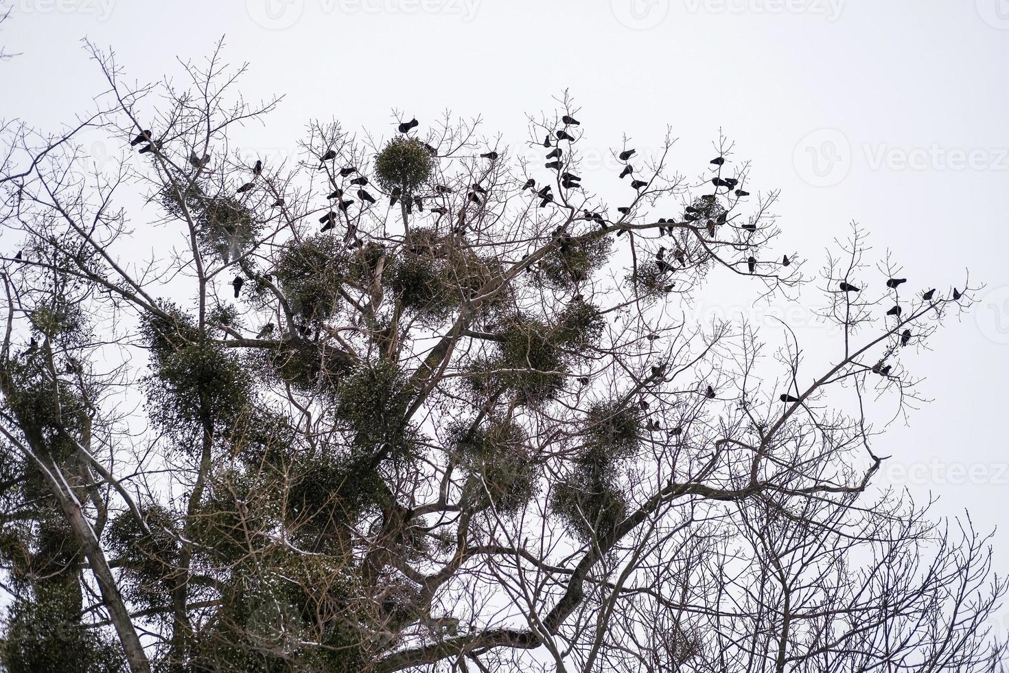 zwerm vogels op een hoge boom in het park. kale boomtakken foto