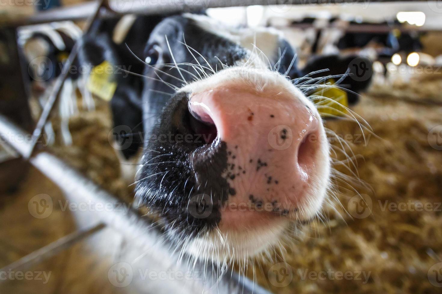 vee koe boerderij. kudde van zwart wit koeien zijn op zoek Bij de camera met interesse. fokken koeien in vrij dier veeteelt. stal foto