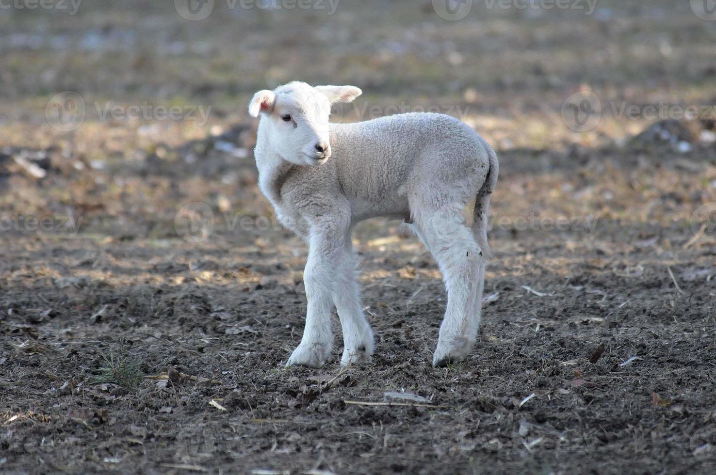 schapen Bij winter tijd foto