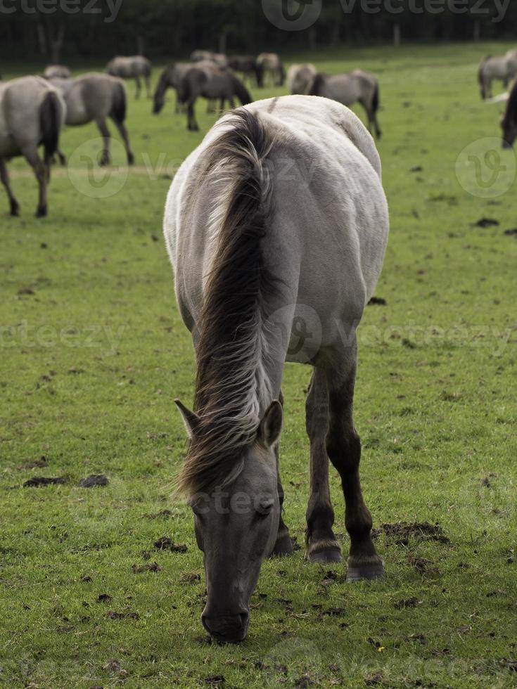 wilde paarden in Westfalen foto