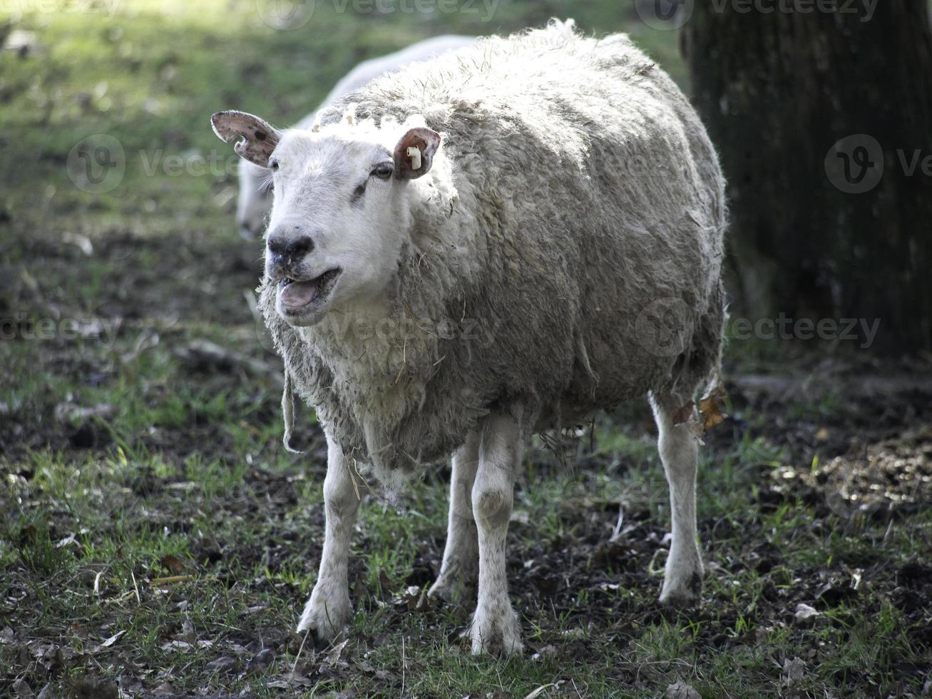 schapen Aan een weide in Westfalen foto