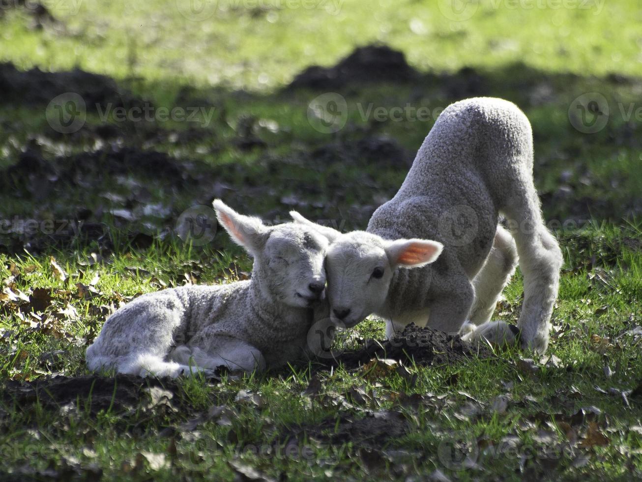 schapen en lammeren in Westfalen foto