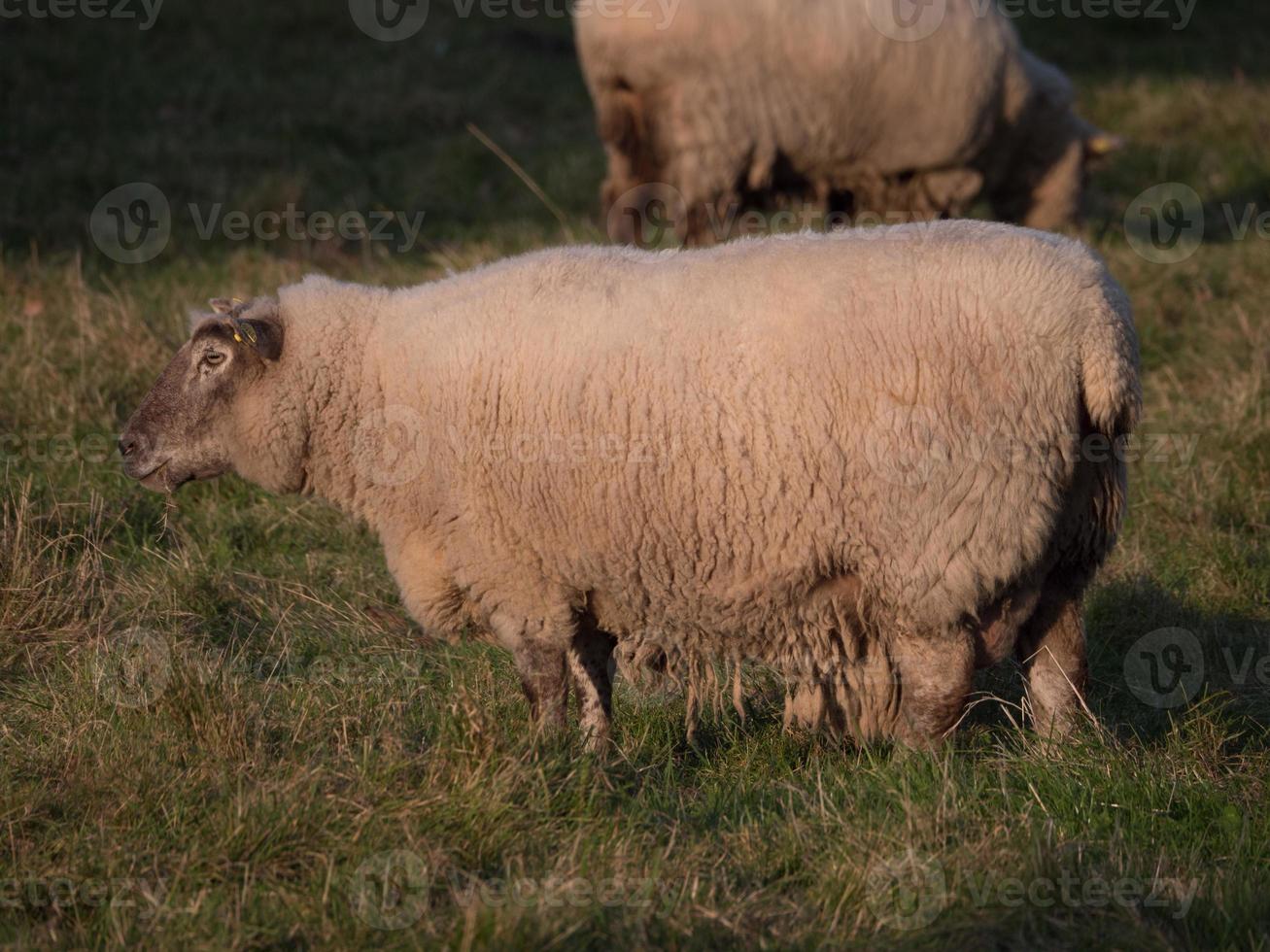 schapen op een weide foto