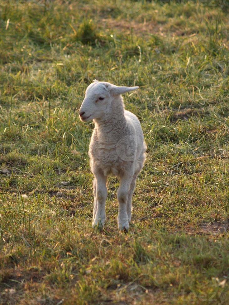 veel schapen in Westfalen foto