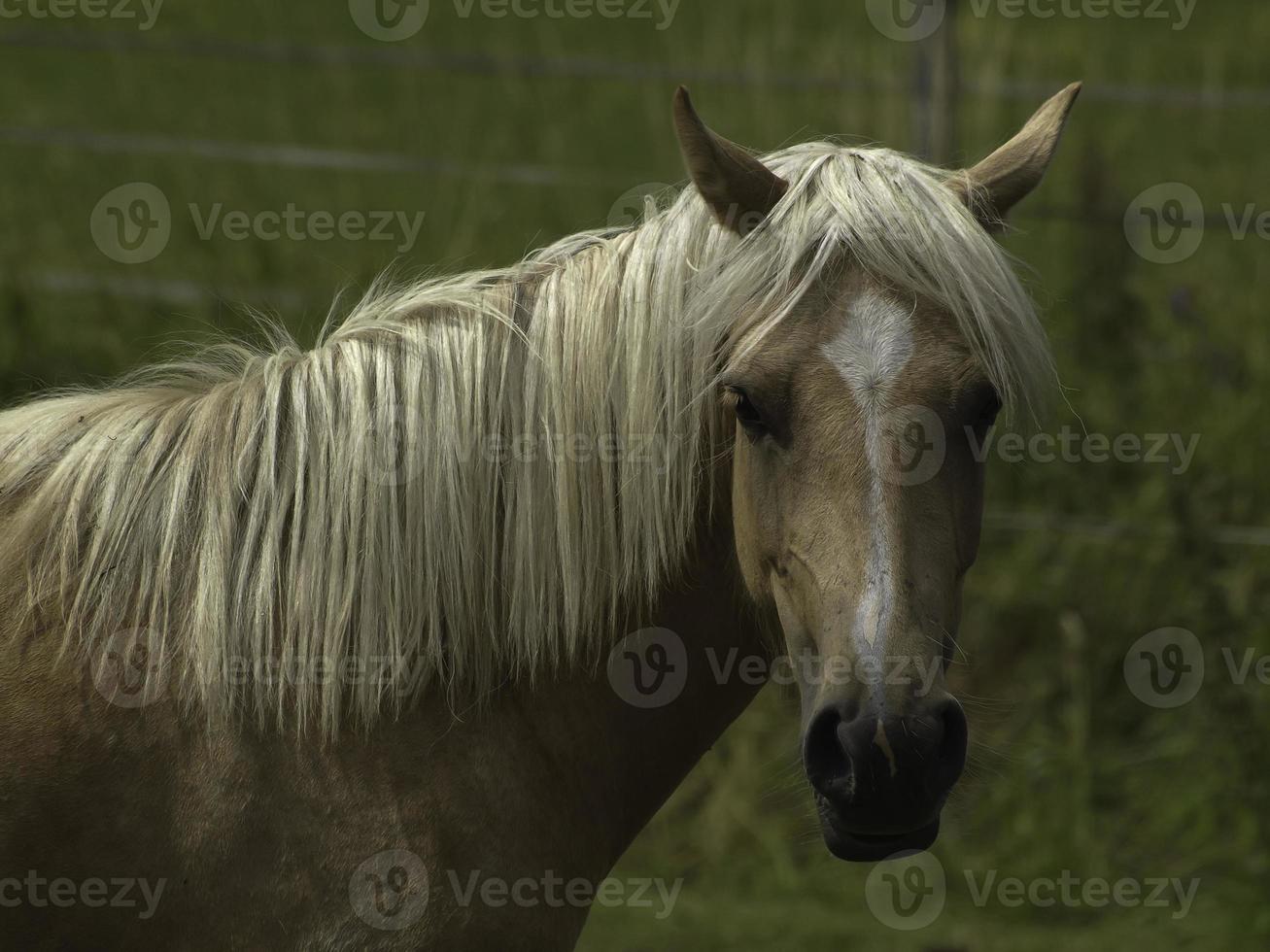 wild paarden Aan een weide in Westfalen foto