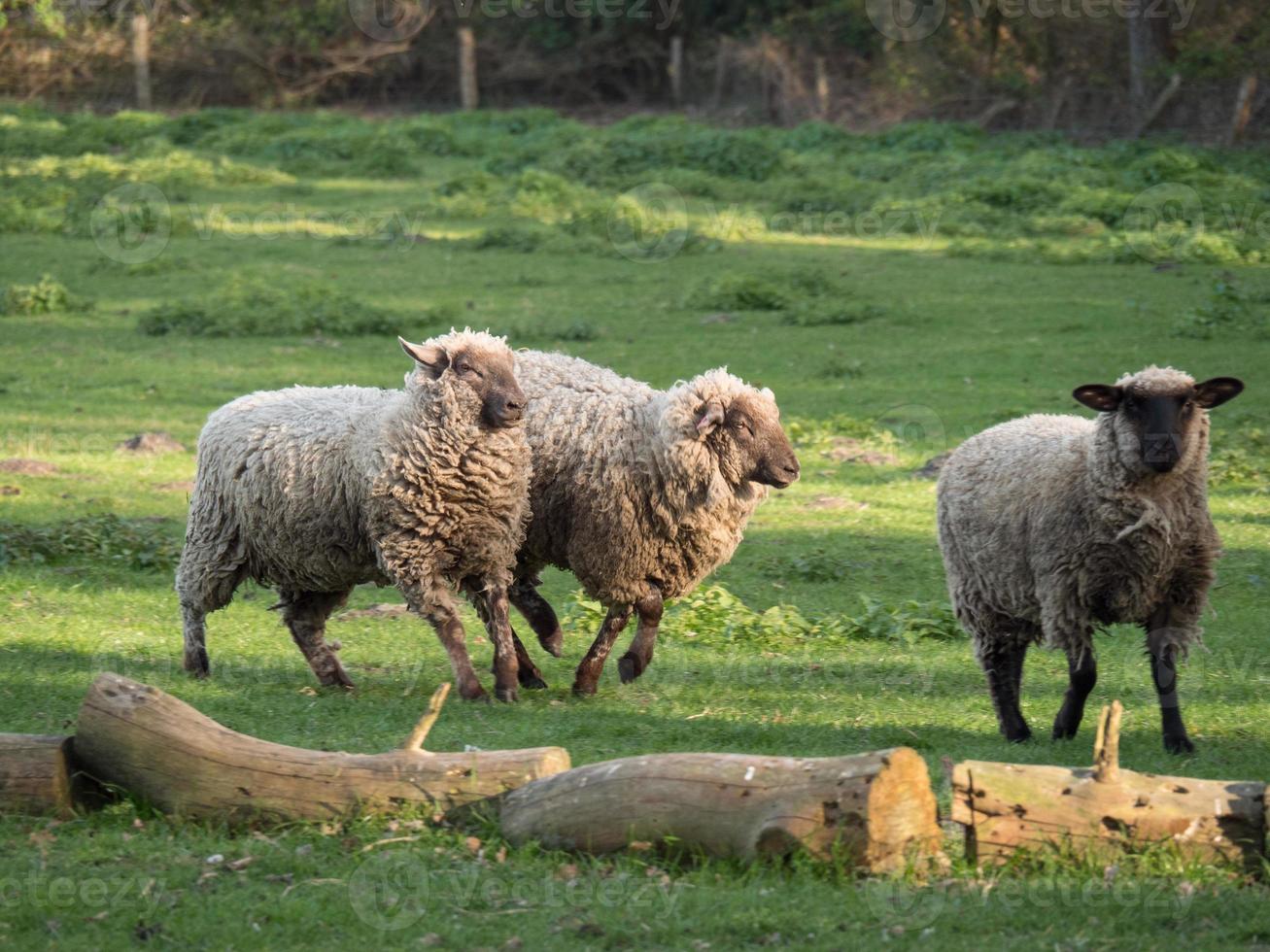 schapen en lammeren foto