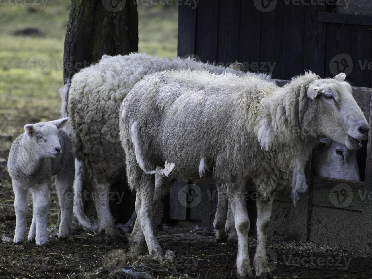 schapen Aan een weide in Westfalen foto