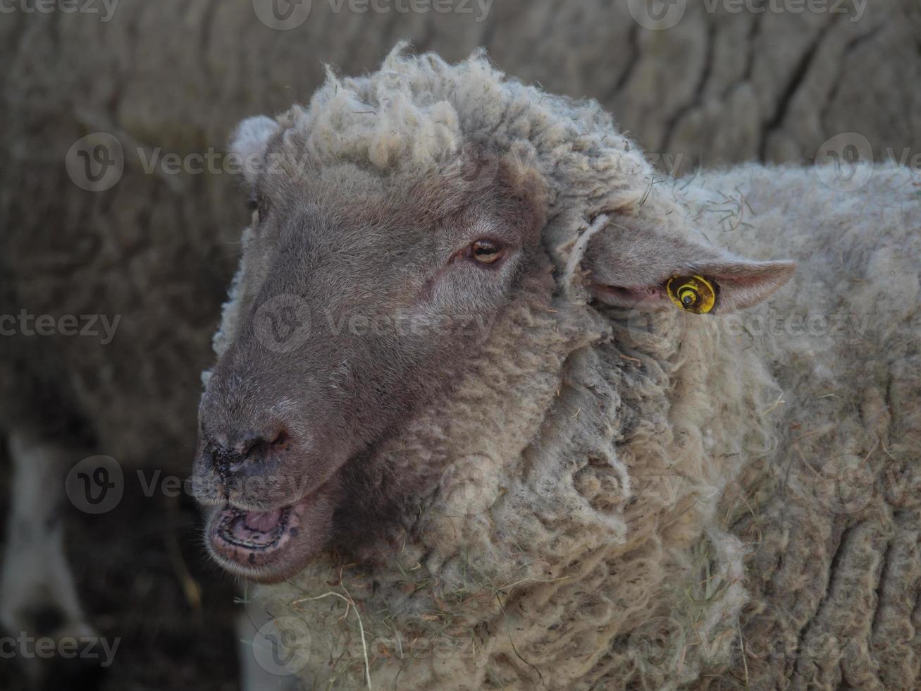 schapen in Westfalen foto