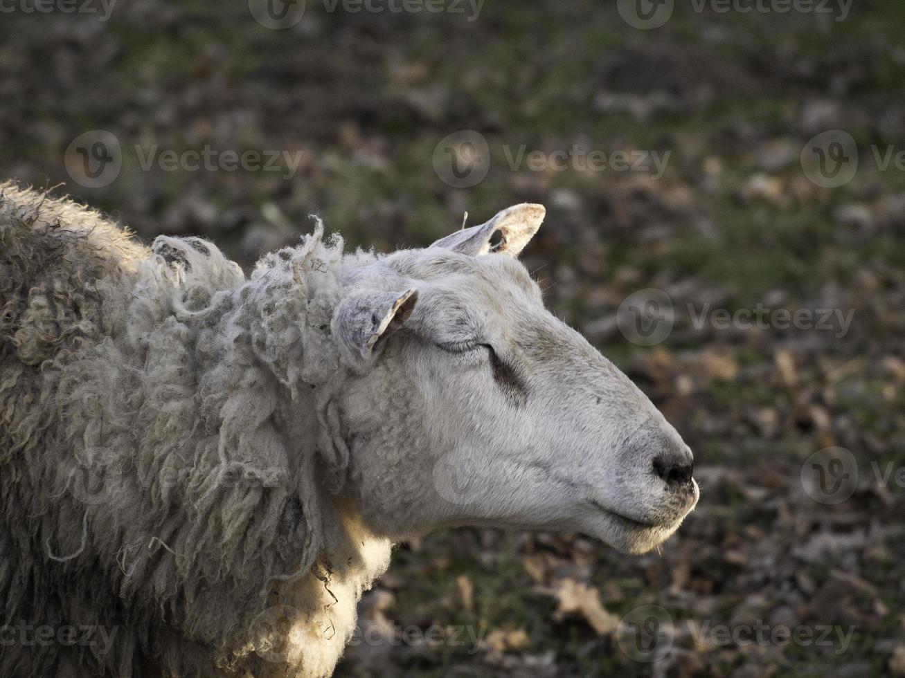 schapen kudde in Duitsland foto