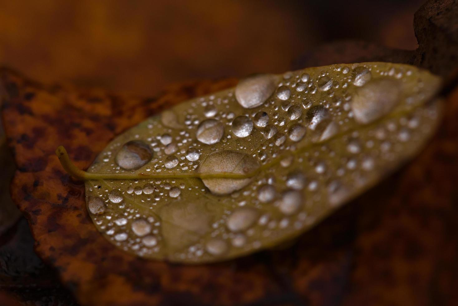 macro van waterdruppels foto