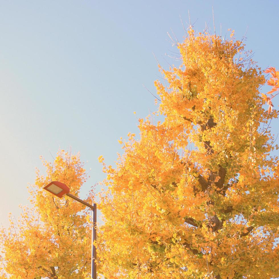 ginkgo bomen met straatlantaarn met blauw lucht, wijnoogst kleur afgezwakt foto