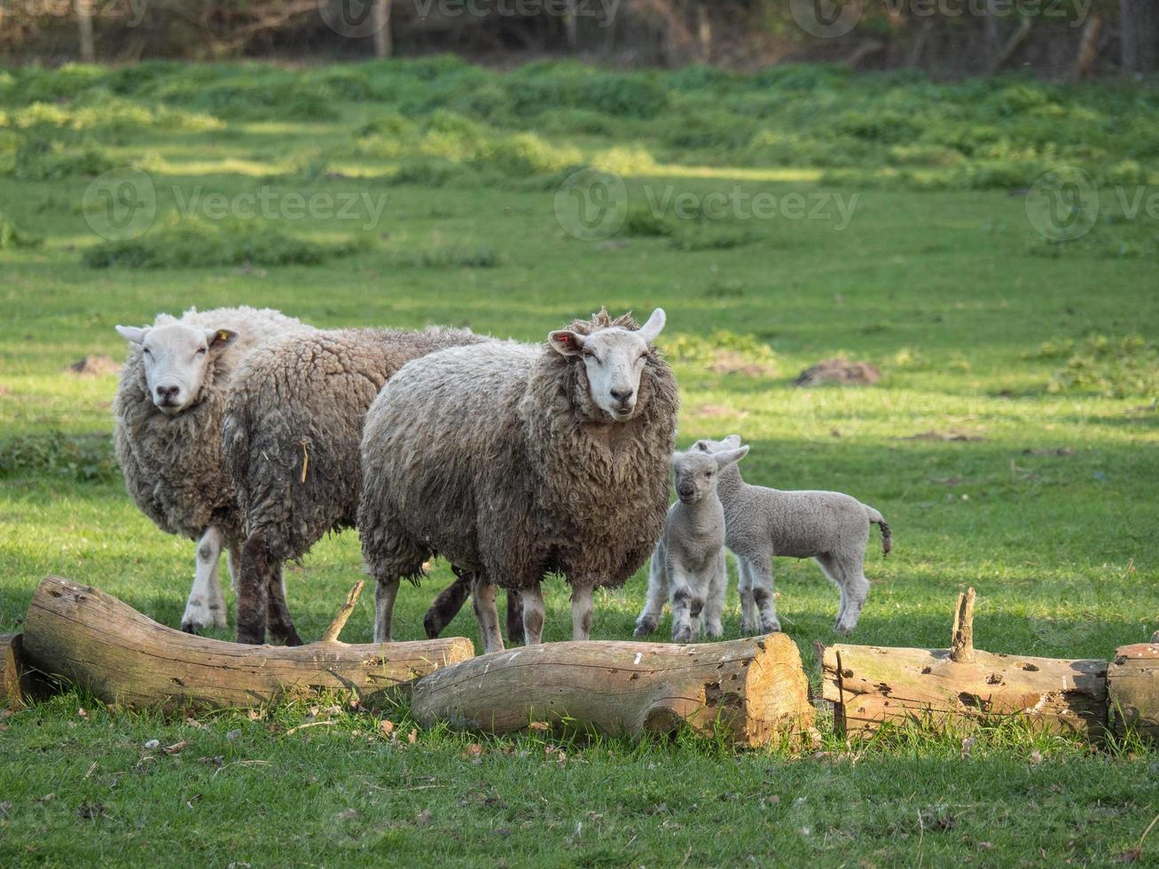 schapen Aan een Duitse weide foto