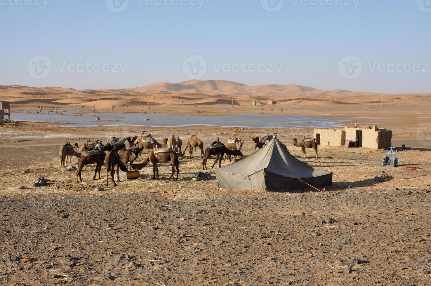 kamelen in de oase, de Saharawoestijn foto