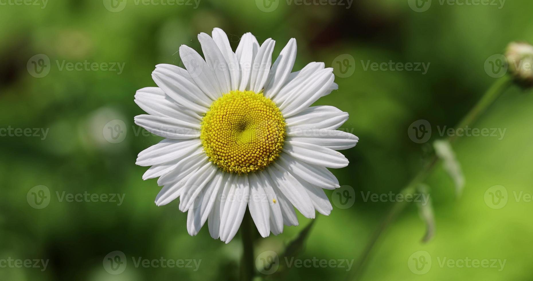 wit madeliefjes in de veld- in winderig weer foto