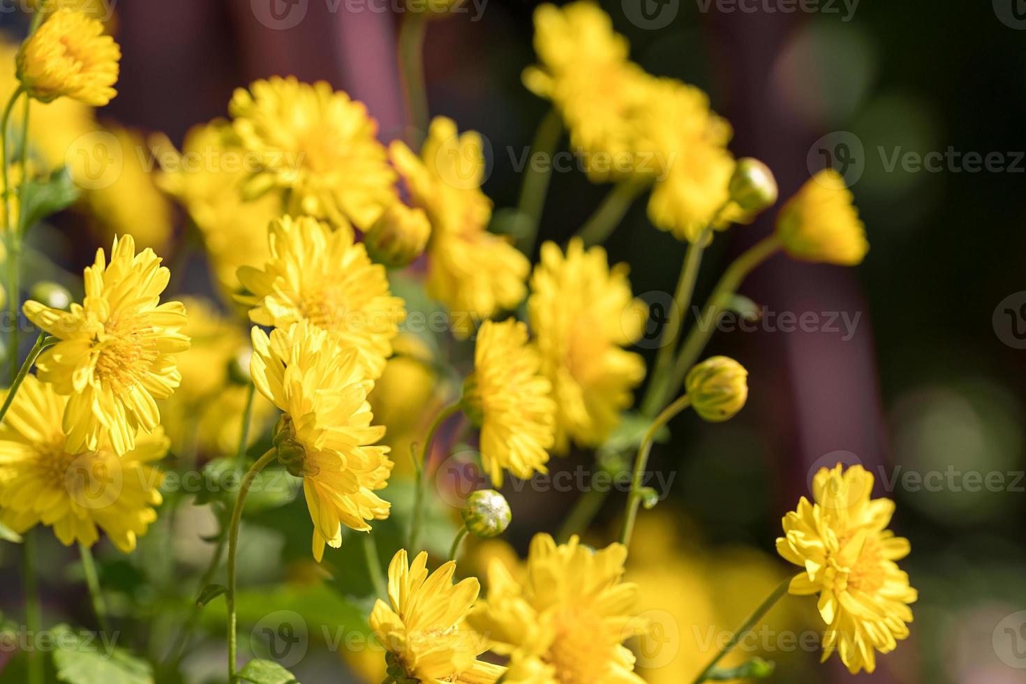 chrysant bloemen bloeien in de tuin foto