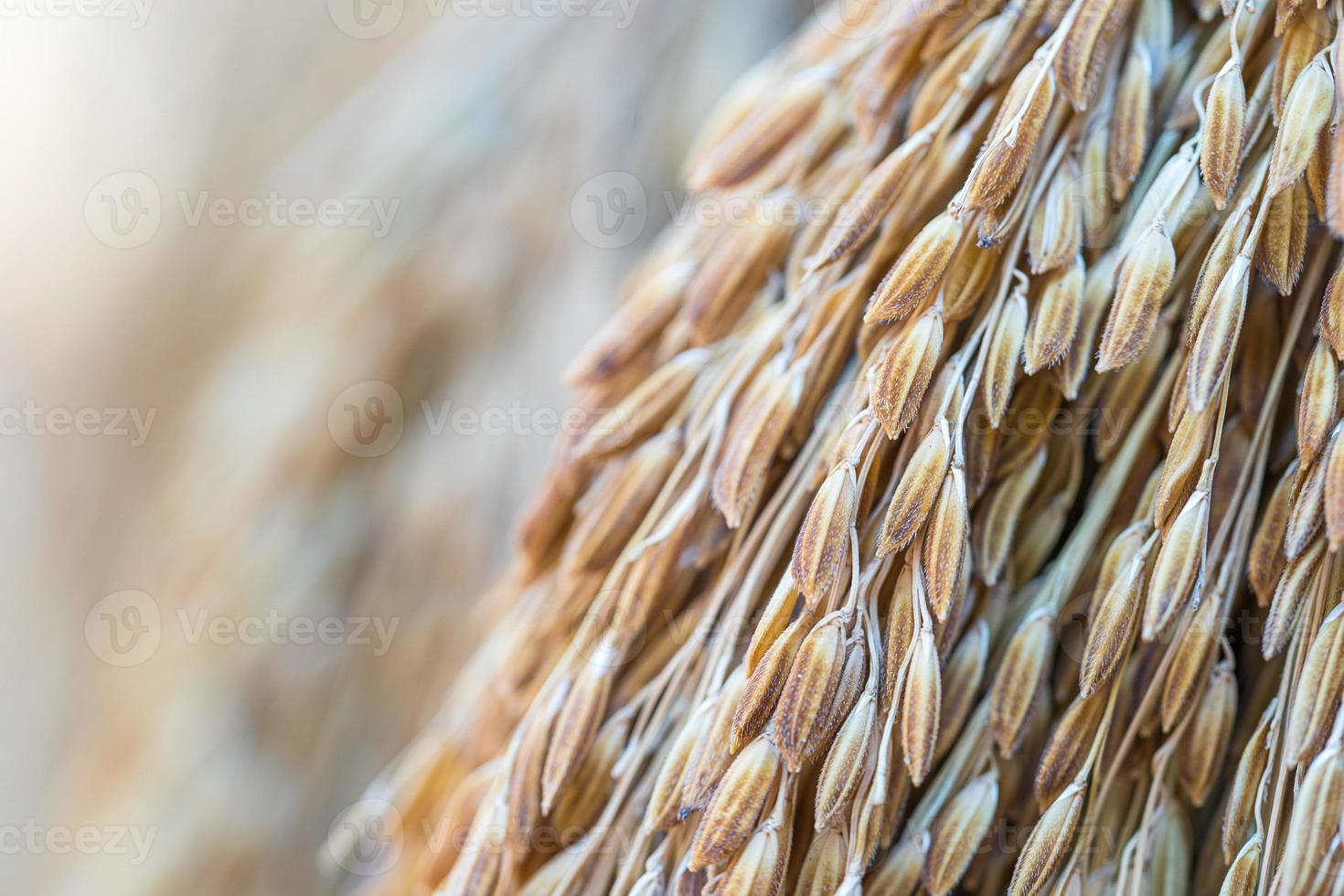 droge paddy rijstzaden foto