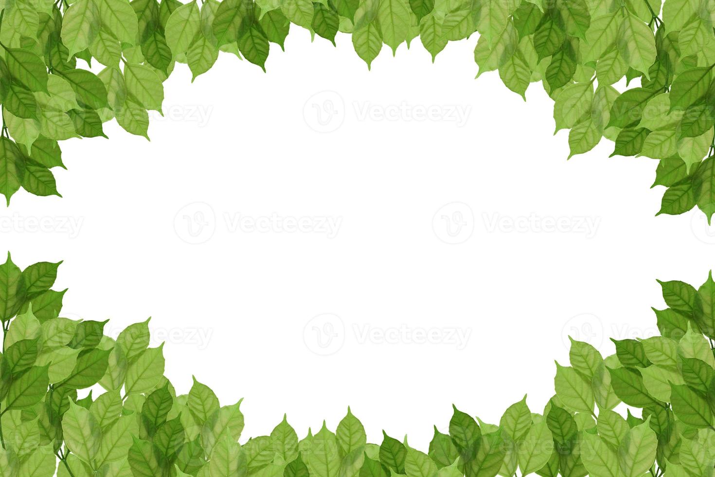 groen blad Aan geïsoleerd met achtergrond. foto
