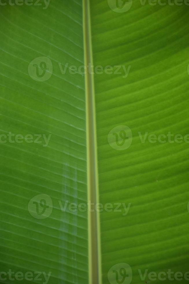 banaan blad Aan isoleren en wit achtergrond. foto