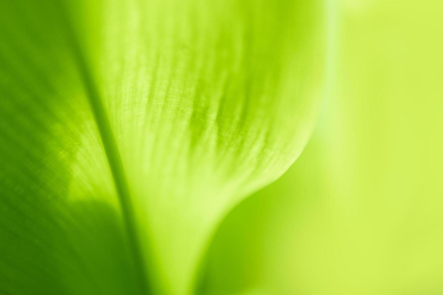 natuur van groen blad. milieu ecologie groen behang foto